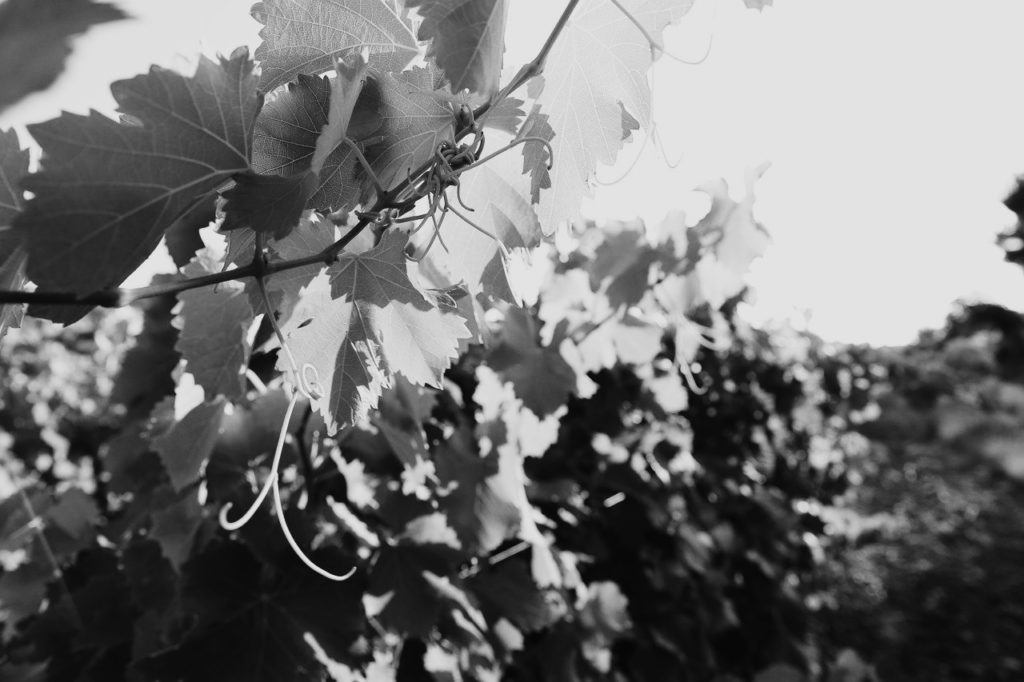 vignes côtes de provence